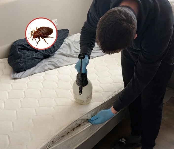 Technicien traitant un matelas contre les punaises de lit à Menucourt